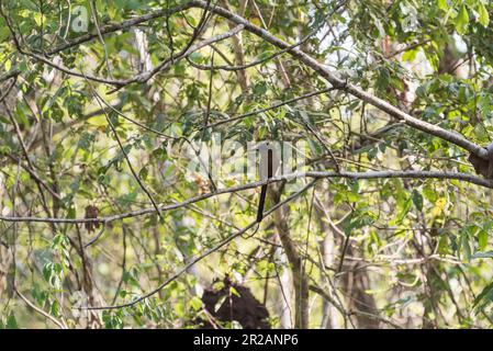 Motmot perchée de Whooping (Momotus subrufescens) sur la célèbre route de Pipeline au Panama Banque D'Images