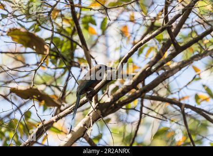 Motmot perchée de Whooping (Momotus subrufescens) sur la célèbre route de Pipeline au Panama Banque D'Images