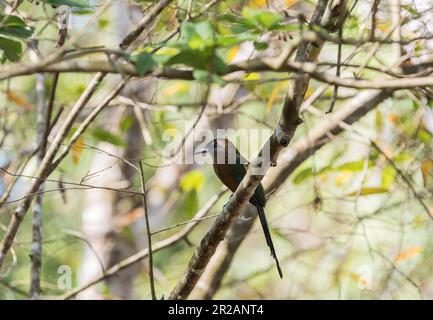 Motmot perchée de Whooping (Momotus subrufescens) sur la célèbre route de Pipeline au Panama Banque D'Images