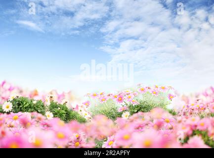 Fond de jardin fleuri avec ciel bleu. Pâquerettes roses et blanches. Accueil jardin soin des fleurs. Vente de fleurs en serre et fleuriste. Adve Banque D'Images