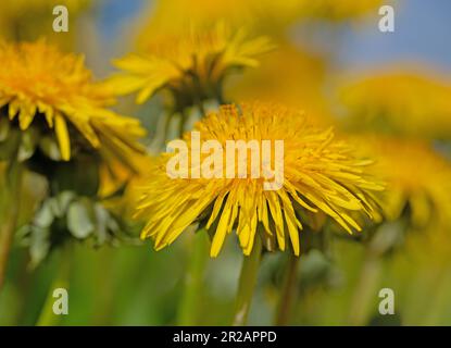 Pissenlit à fleurs, Taraxacum, au printemps Banque D'Images