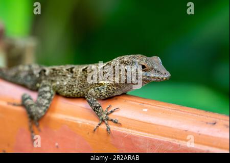 Lézard sur une rambarde en bois, sur la rue Lucie Banque D'Images