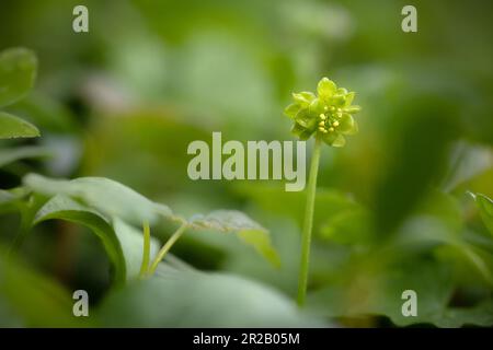 Gros plan de la fleur de moschatel ou d'horloge de la mairie (Adoxa moschatellina) qui pousse dans la forêt de Cothelstone Hill, West Somerset Banque D'Images