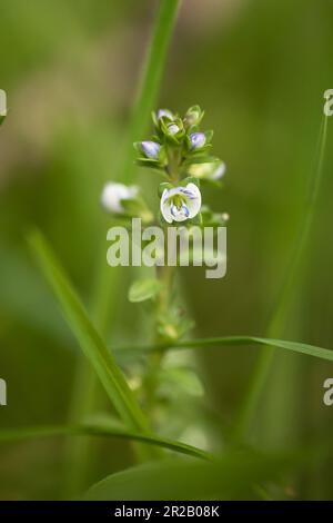 Une seule pointe de fleur du thym laqué speedwell (Veronica serpyllifolia) poussant dans la végétation des bois à Cothelstone Hill, West Somerset Banque D'Images