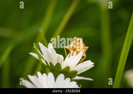 La mouche dung jaune vif et jaune orangé (Scathophaga stercoraria) contraste avec la Marguerite sur laquelle elle repose dans la forêt de Cothelstone Hill, Ouest Banque D'Images