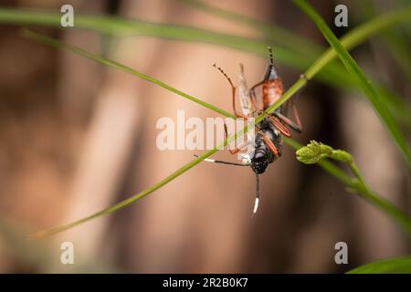 Une mouche à scie (Tenthredo côlon) monte dans la végétation de Cothelstone Hill, West Somerset Banque D'Images