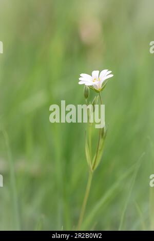 La fleur blanche de la grande millepertuis (Stellaria holostea) pousse dans la sous-croissance des bois de Cothelstone Hill Banque D'Images