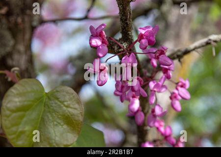 Gros plan d'une branche d'un arbre de Judas en fleur dans un jardin au printemps Banque D'Images