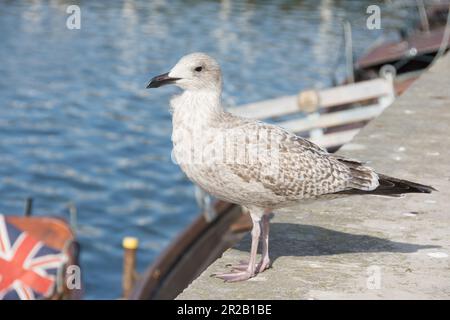 La mouette juvénile s'est assise sur un bateau en bois Banque D'Images