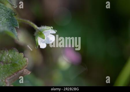 En début de matinée, à Heddon Valley, à Exmoor, une fleur de fraise sauvage (Fragaria vesca) couverte de rosée Banque D'Images