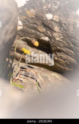 Parmi les rochers le long de la côte de la vallée de Heddon, le pied-de-mer (Tussilago farfara) fleurit ses fleurs jaunes Banque D'Images