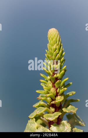 Contre le ciel bleu vif se trouve l'étrange pointe de fleur précoce de l'ombilicus rupestrie ou du pennywort mural (umbilicus rupestria) qui pousse sur les falaises au-dessus de Heddon Banque D'Images