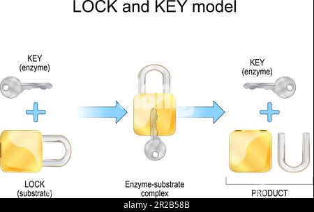 Modèle de verrouillage et de clé. Enzyme, substrat, produits et mécanisme chimique. Dégradation. processus métaboliques. Illustration vectorielle Illustration de Vecteur