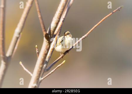 Se cachant dans les arbres de la vallée de Heddon, Devon, est un peu de chiffballe (Phylloscopus collybita) à la recherche de nourriture Banque D'Images