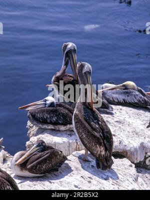 Colonies de pélicans péruviens sur la côte de Tumbes, au nord du Pérou. Banque D'Images