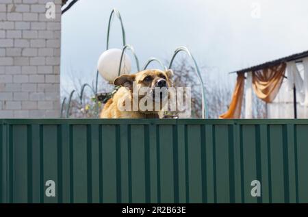 Un chien rouge a rampé au-dessus de la clôture, aboiements, garde la maison. Banque D'Images