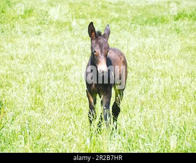 Mignon cheval brun foal sur un pré Banque D'Images