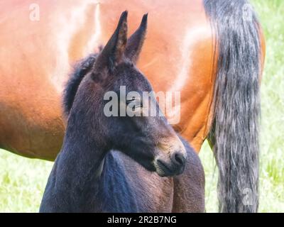 Jument de cheval brun avec un adorable poulain sur un pré Banque D'Images