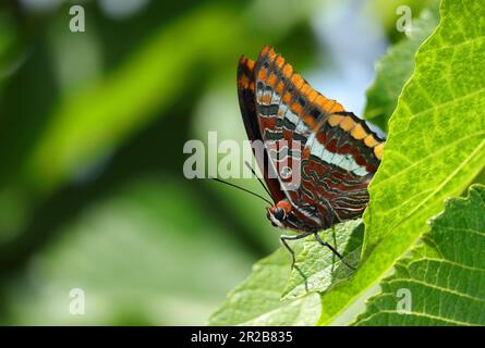 Excellent exemple de papillon pasha femelle à deux queues - Charax jasius (nymphalidae) sur un figuier, l'un de ses habitats préférés. Oeiras, Portugal Banque D'Images