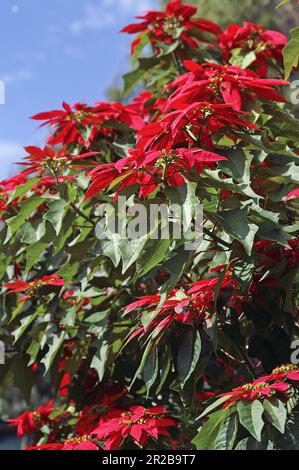 PNG Papouasie-Nouvelle-Guinée; Hautes-terres orientales; Goroka; Euphorbia pulcherrima; Poinsettia poussant dans le jardin Banque D'Images