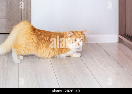 le chat rouge a pris une pose pour l'accouplement pendant l'oestrus. Estrus dans un chat. Banque D'Images