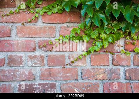 Gros plan du mur en brique rouge à motif de vigne vert Banque D'Images