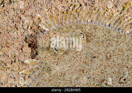 Flet Panther, Bothus pantherinus, camouflage sur sable, site de plongée Batu Nitti, Tulamben, Karangasem Regency, Bali, Indonésie Banque D'Images