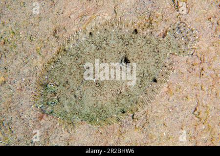 Flet Panther, Bothus pantherinus, camouflage sur sable, site de plongée Batu Nitti, Tulamben, Karangasem Regency, Bali, Indonésie Banque D'Images