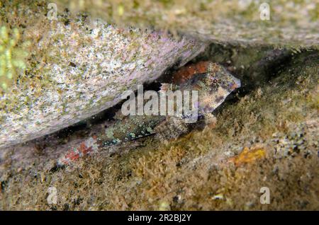 Dragonet ocellé, Synchiropus ocellatus, site de plongée de Melasti, Amed, Karangasem Regency, Bali, Indonésie Banque D'Images