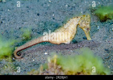 Hippocampe commun, Hippocampus taeniopterus, site de plongée de la Jemeluk Bay Gallery, Amed, Karangasem Regency, Bali, Indonésie Banque D'Images