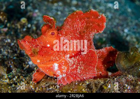 Paddle-rabats Rhinopias Scorpionfish, Rhinopias eschmeyeri, site de plongée du côté, Tulamben, Karangasem Regency, Bali, Indonésie Banque D'Images