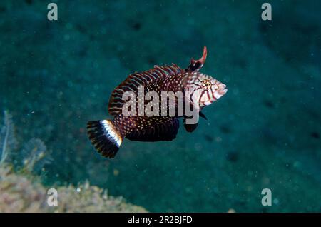 Juvéniles de Rockmover Wrasse, Novaculichthys taeniourus, site de plongée de Wreck Slope, Tulamben, Karangasem Regency, Bali, Indonésie Banque D'Images