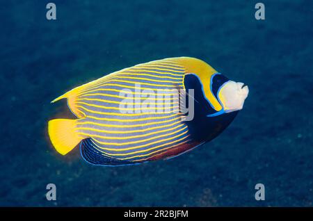 Empereur Angelfish, imperméable de Pomacanthus, site de plongée de Coral Garden, Tulamben, Karangasem Regency, Bali, Indonésie Banque D'Images