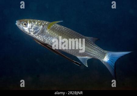 BlueSpot Mullet, Moolgarda seheli, avec Slender Suckerfish, Echeneis naucrates, Jemeluk Bay Dropoff site de plongée, Amed, Karangasem Regency, Bali, Indes Banque D'Images