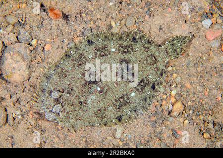 Flet Panther, Bothus pantherinus, camouflage sur sable, site de plongée Melasti, Tulamben, Karangasem Regency, Bali, Indonésie Banque D'Images