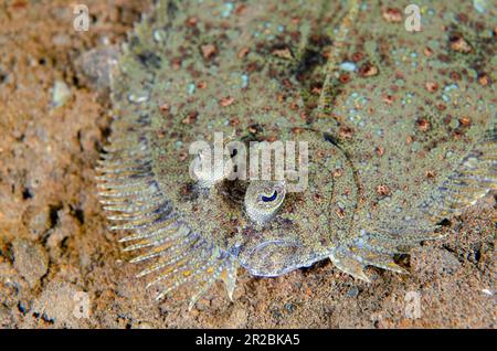 Flet Panther, Bothus pantherinus, camouflage sur sable, site de plongée Melasti, Tulamben, Karangasem Regency, Bali, Indonésie Banque D'Images