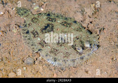 Flet Panther, Bothus pantherinus, camouflage sur sable, site de plongée Melasti, Tulamben, Karangasem Regency, Bali, Indonésie Banque D'Images