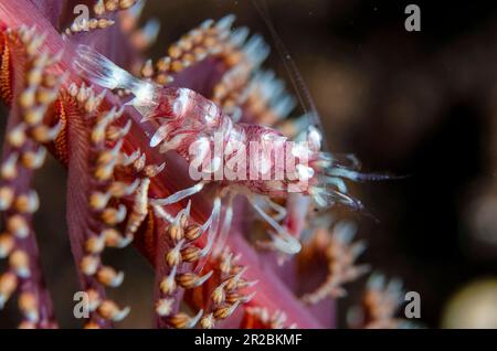 Crevettes de la Marine Pen, Ceratops de Dasycaris, on Sea Pen, Virgularia sp, site de plongée de Melasti, Tulamben, Karangasem Regency, Bali, Indonésie Banque D'Images