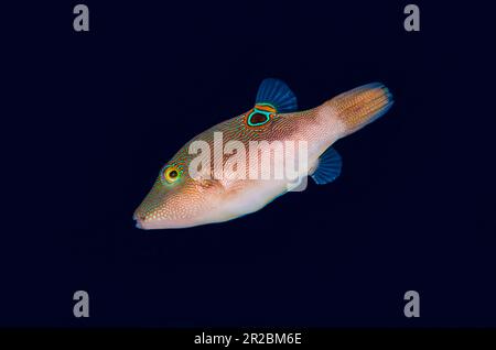 Toby comprimé, Canthigaster compressa, site de plongée de Melasti, Tulamben, Karangasem Regency, Bali, Indonésie Banque D'Images