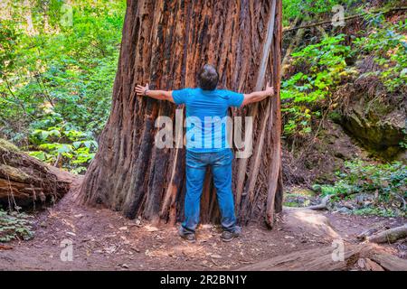 L'homme se mesure à un grand arbre de séquoias dans le monument national de Muir Woods, Californie, États-Unis Banque D'Images