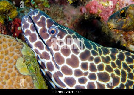 Blackacheted Moray, Gymnothorax favagineus, Wreck Slope site de plongée, Tulamben, Karangasem Regency, Bali, Indonésie Banque D'Images