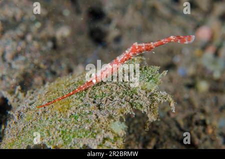 Crevettes à lame de scie, Tozeuma armatum, site de plongée de Melasti, Tulamben, Karangasem Regency, Bali, Indonésie Banque D'Images