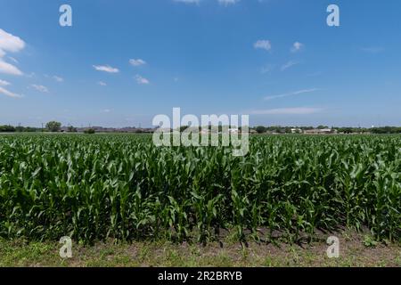 Tiges vertes de maïs couvertes de grandes feuilles cireuses poussant dans un champ agricole rural par une journée ensoleillée de printemps au Texas. Banque D'Images