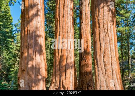 Séquoias géants de General Grant Grove dans le parc national de Kings Canyon, Californie, États-Unis Banque D'Images