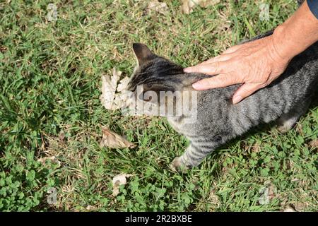 Femme qui traque un chat errant à l'extérieur, en gros plan. Animal de compagnie sans abri Banque D'Images