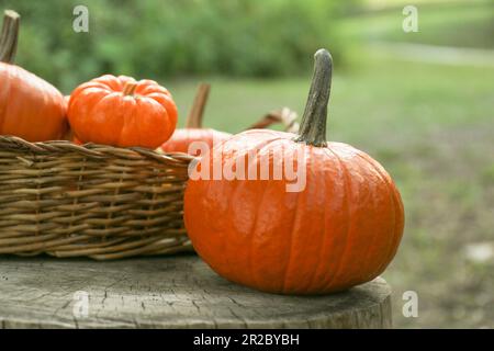 Beaucoup de citrouilles d'orange et panier en osier sur la souche dans le jardin, en gros plan Banque D'Images