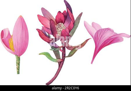 Vector tropical Plumeria, Protea, Banana fleurs isolées sans fond. Illustration botanique aquarelle de plantes tropicales. Parfait f Illustration de Vecteur