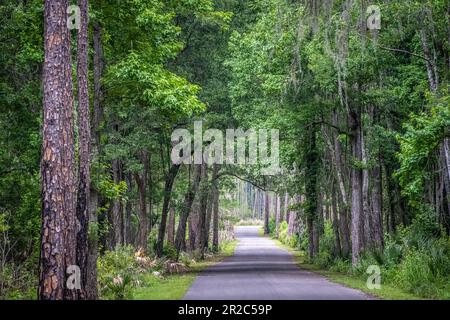 Route forestière menant au centre d'accueil d'Alachua Savanna au parc national Paynes Prairie Preserve à Micanopy, en Floride. (ÉTATS-UNIS) Banque D'Images