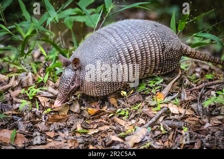 Armadillo à neuf bandes (Dasypus novemcinctus), également connu sous le nom d'armadillo commun à long nez, au parc national de la réserve de Paynes Prairie, en Floride. (ÉTATS-UNIS) Banque D'Images