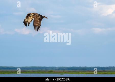 Cerf-volant en vol au-dessus de Paynes Prairie à Micanopy, en Floride, près de Gainesville. (ÉTATS-UNIS) Banque D'Images